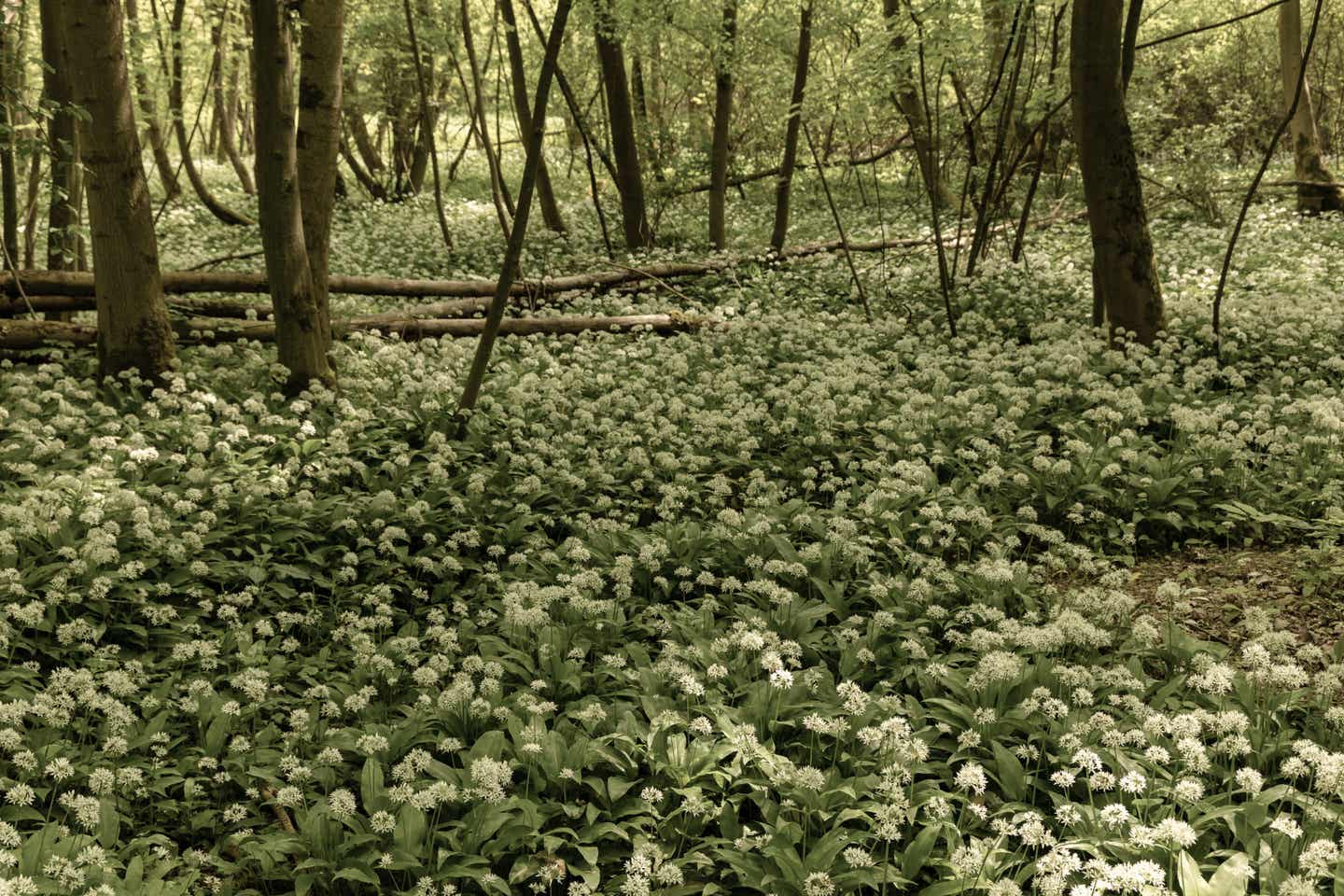 Thüringen Urlaub mit DERTOUR. Wald mit blühendem Bärlauch im Nationalpark Hainich in Thüringeen