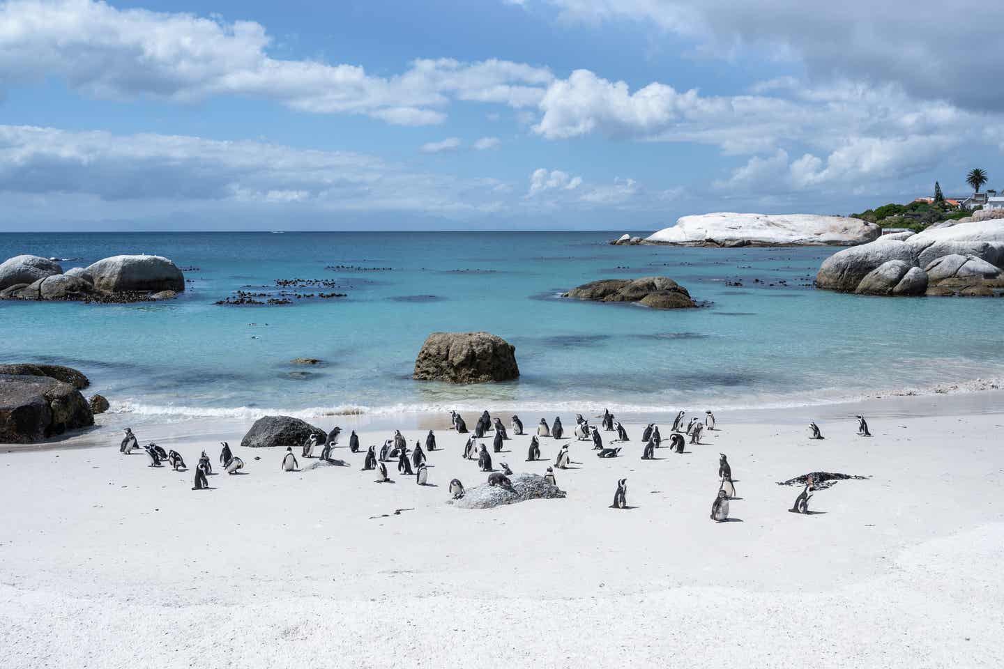 Kapstadt Urlaub - Boulders Beach mit afrikanischer Pinguinkolonie