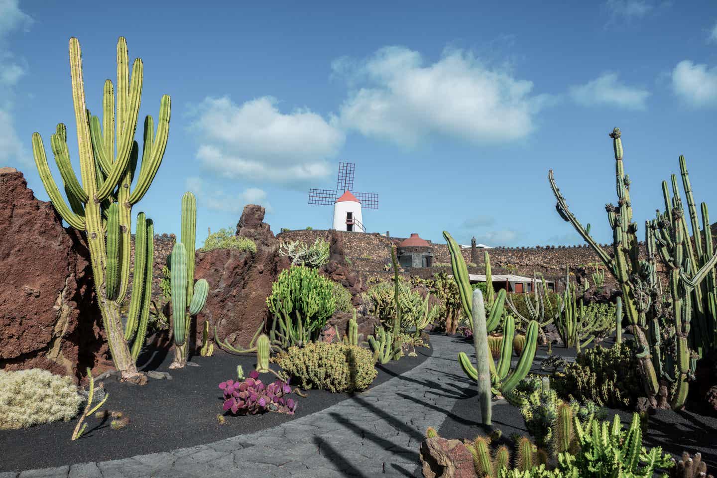 Lanzarote Urlaub: ein Kaktus-Garten von César Manrique