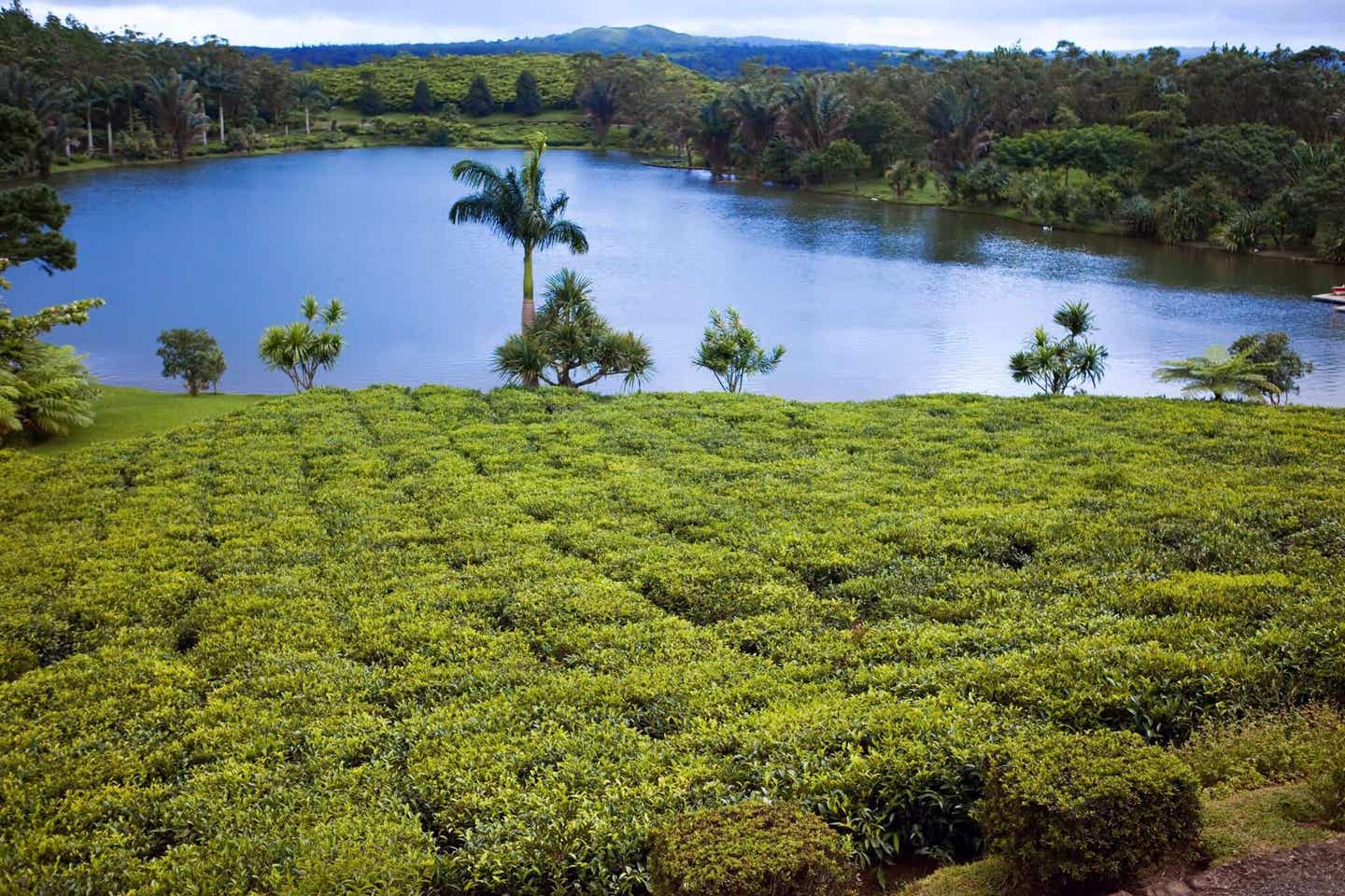 Mauritius Insider Tipp: Bois Cheri Teefabrik