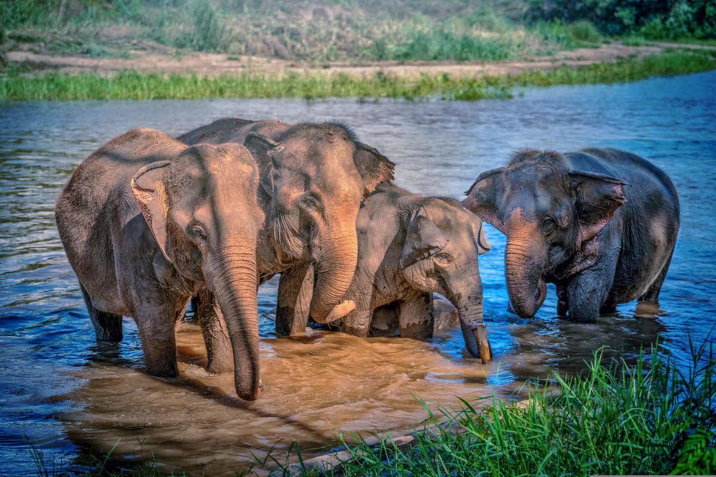 Elefantengruppe steht im Wasser