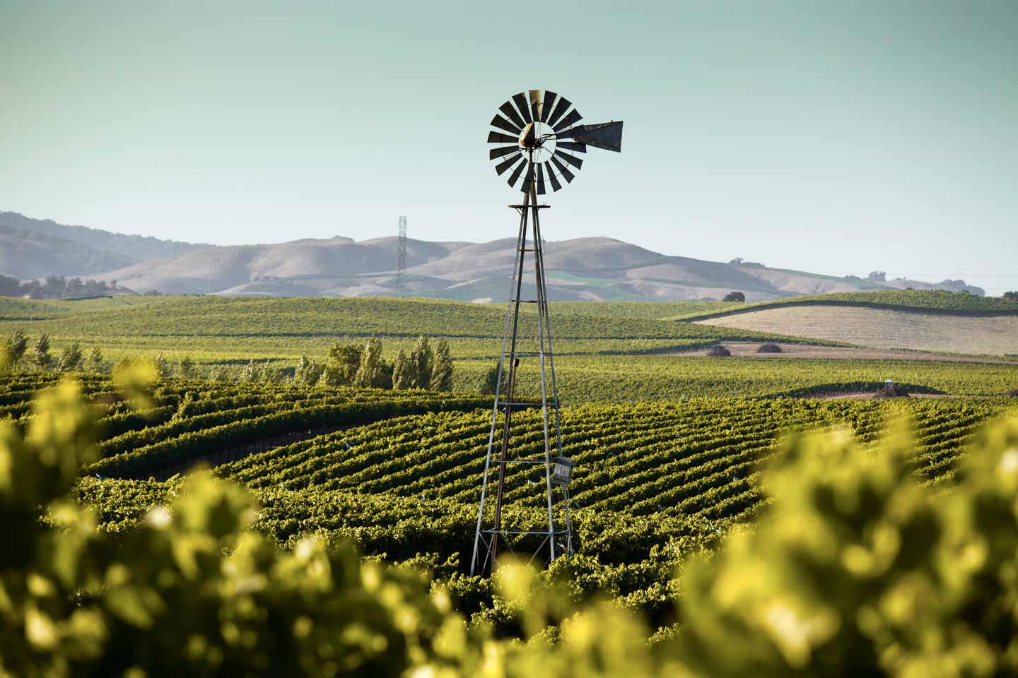 Kalifornien Napa: Blick auf die Weinfelder