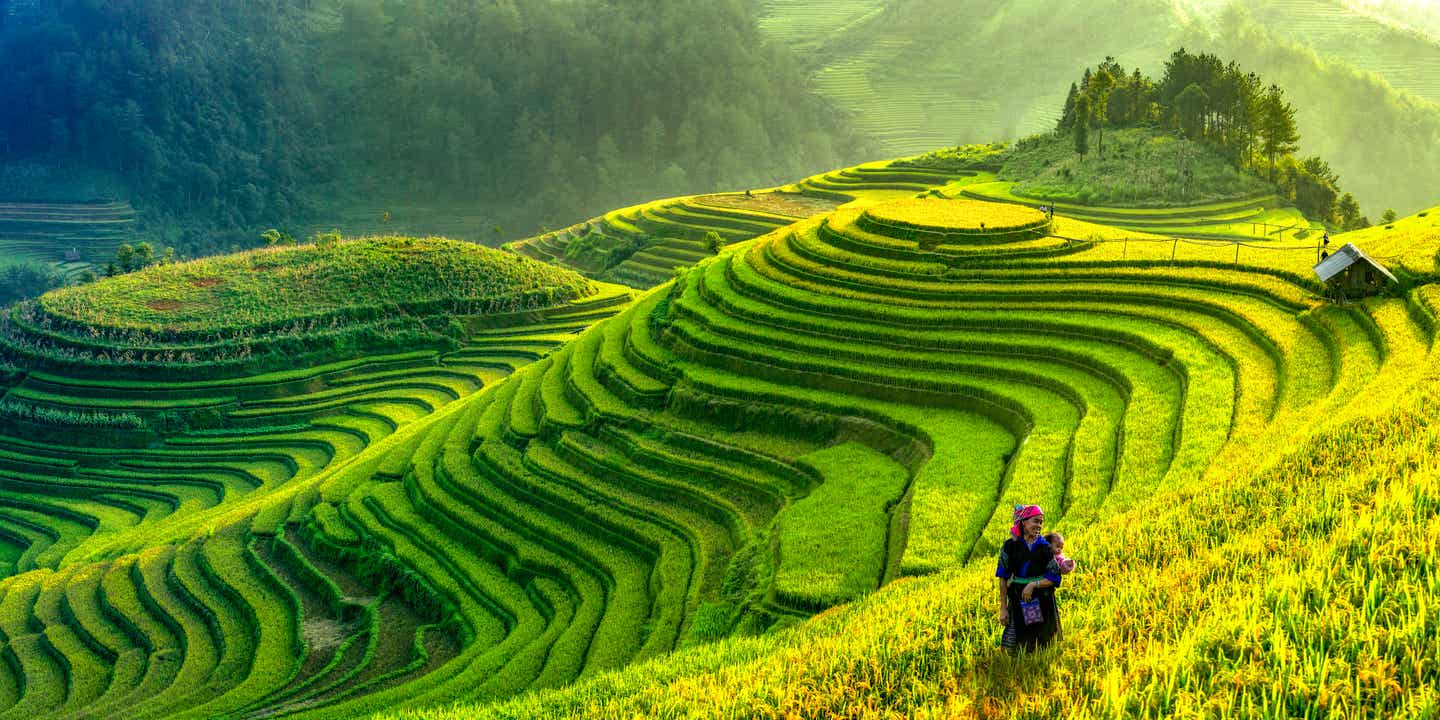 Leuchtend grüne Reisterrassen in Mu Cang Chai, Vietnam, im sanften Licht der Morgensonne