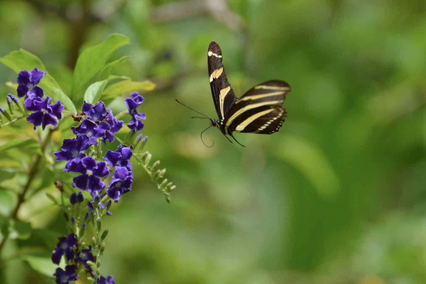 Butterfly Farm auf der Karibikinsel Aruba