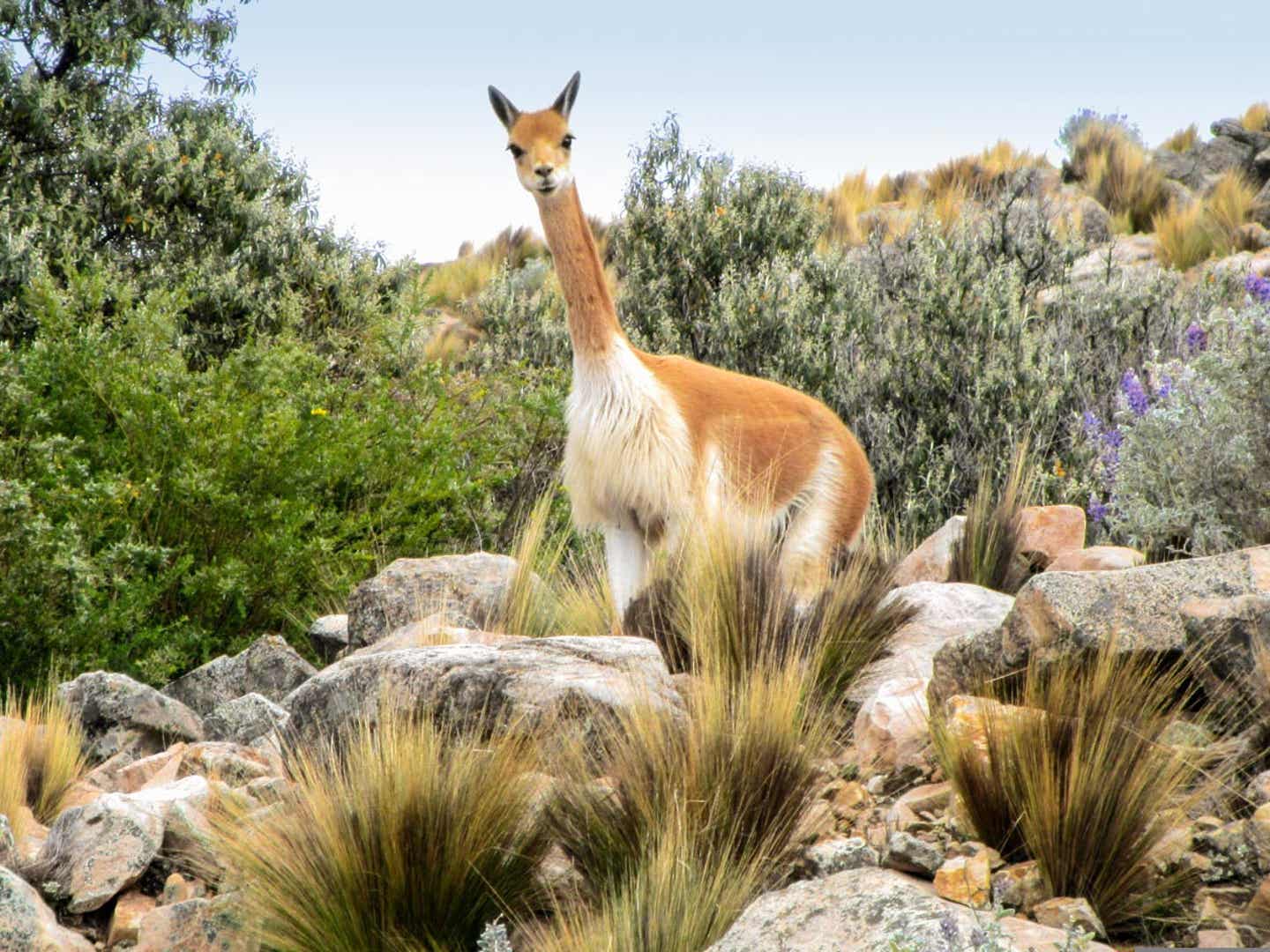 Mitarbeiter-Tipp Peru Rundreise. Titicacasee Isla Suasi Vicuna