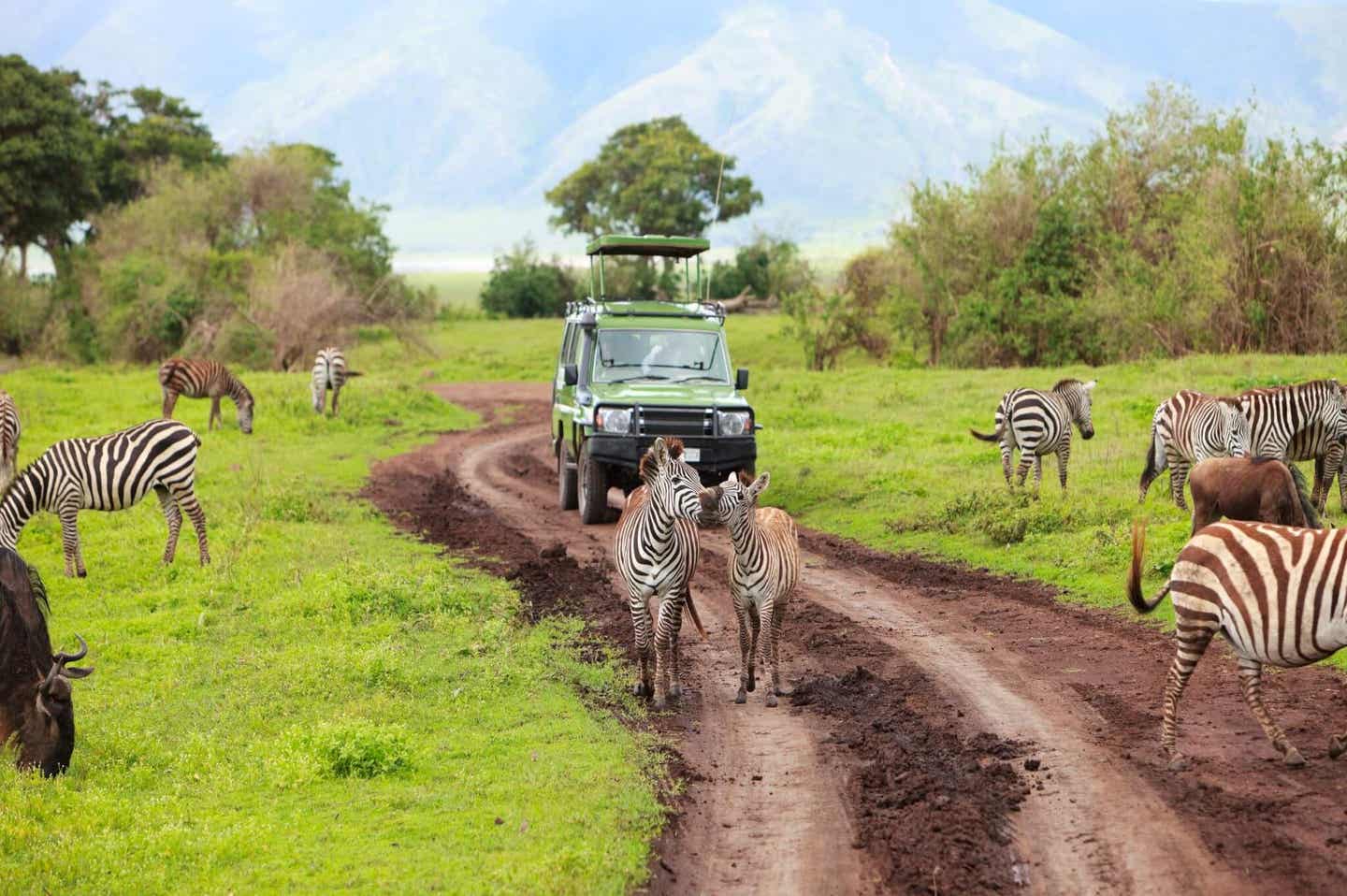 Tansania und Sansibar. Zebras auf einer Safari hautnah erleben.