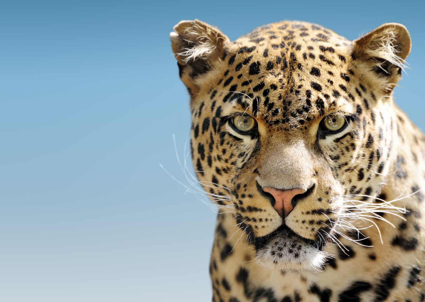 Leopard in Nahaufnahme