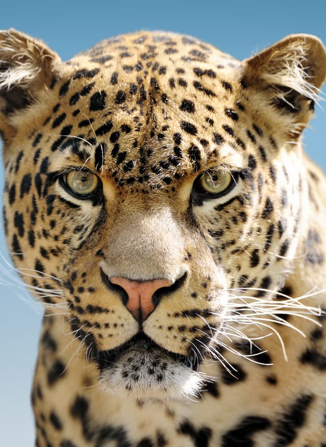 Big Five Afrika