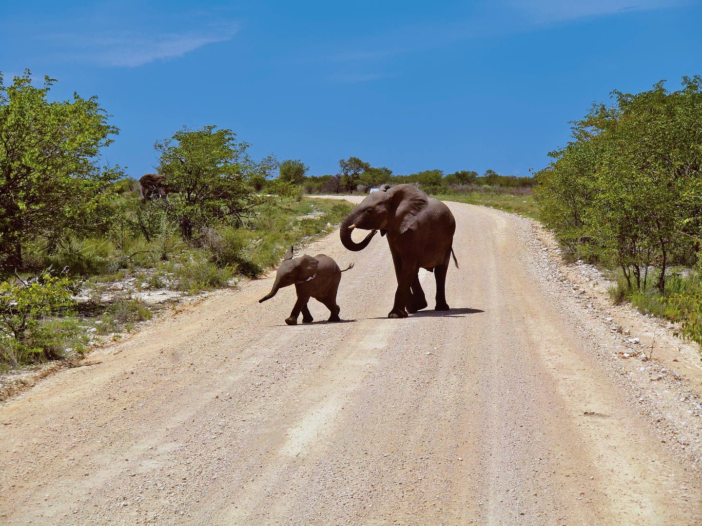 Mitarbeiter-Tipp Namibias Norden. Elefantenmutter überquert Straße mit ihrem Elefantennachwuchs.