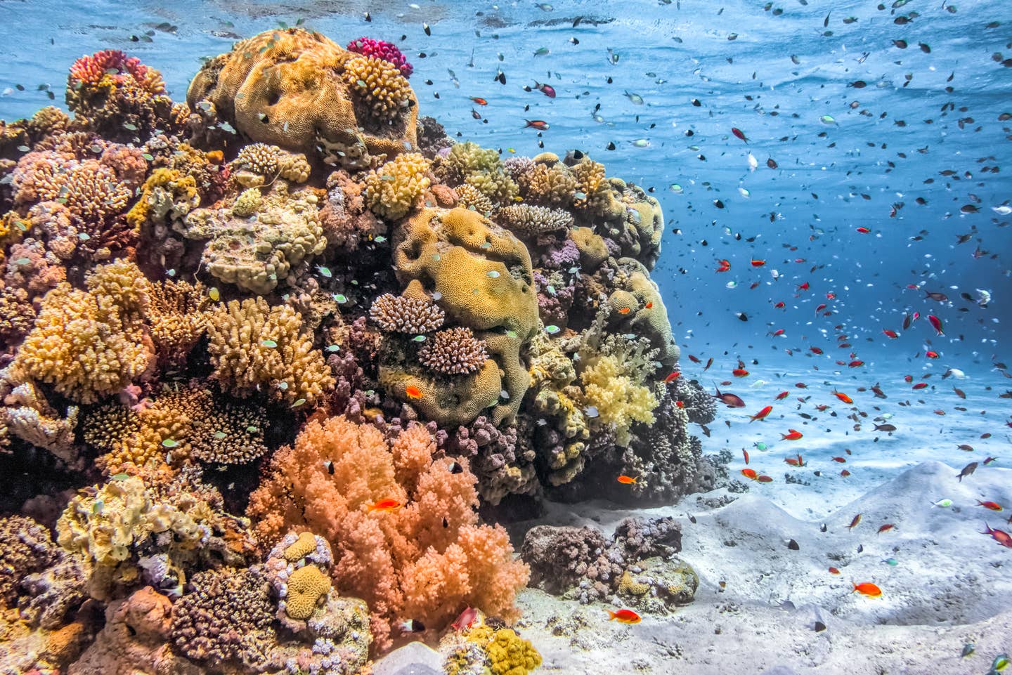 Marsa Alam Urlaub mit DERTOUR. Korallen und exotische Fische im Roten Meer