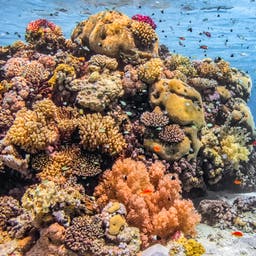 aegypten-marsa-alam-unterwasser-korallen-g-876970472-2.jpg