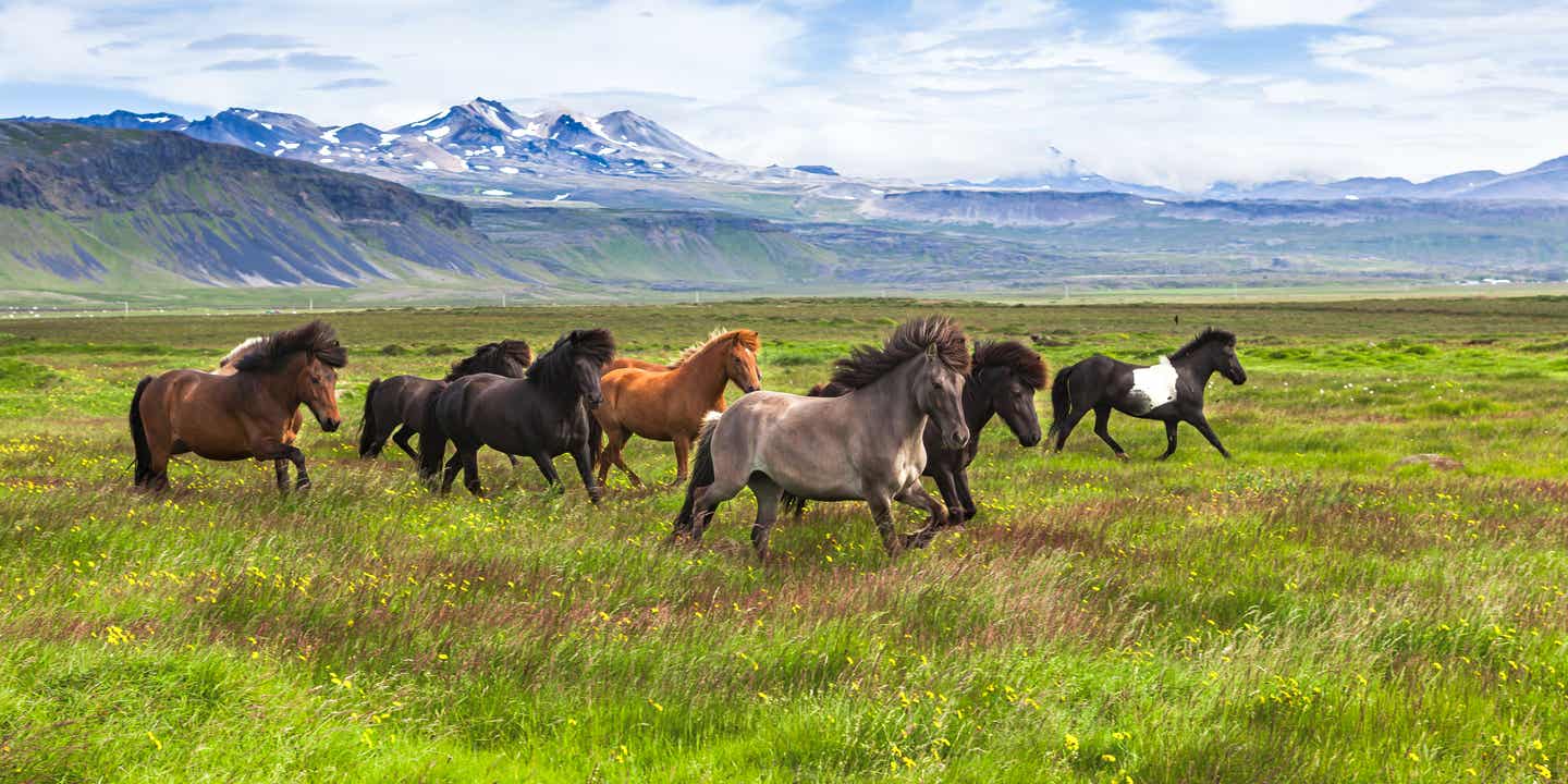 Eine Herde Islandpferde in verschiedenen Farben rennen über eine grüne Wiese