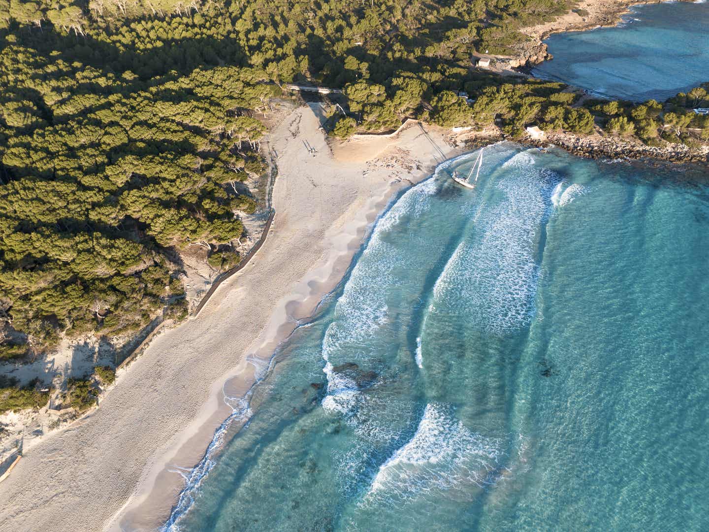 Luftaufnahme des Strandes Cala Agulla auf Mallorca, eine beliebte Mallorca- Sehenswürdigkeit mit feinem Sand, klarem Wasser und umgeben von Pinienwäldern