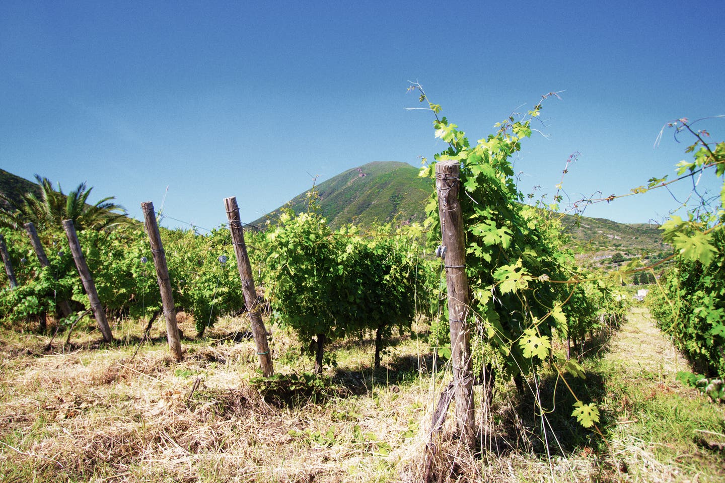 Die Weinberge der Liparischen Insel Salina