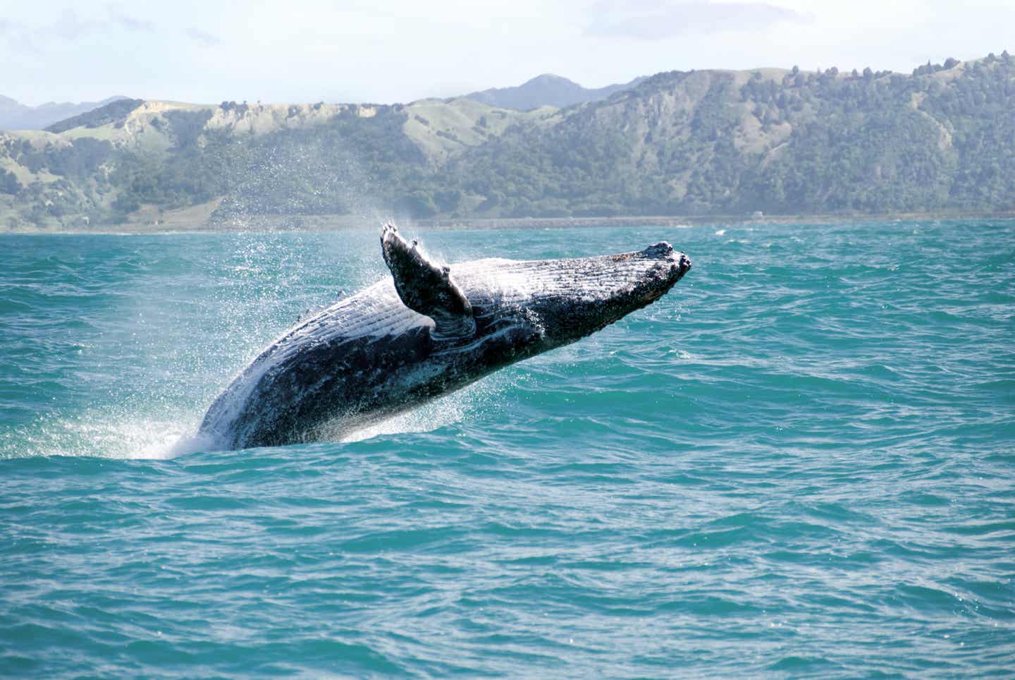 Beste Reisezeit Hawaii: Buckelwal springt aus dem Wasser