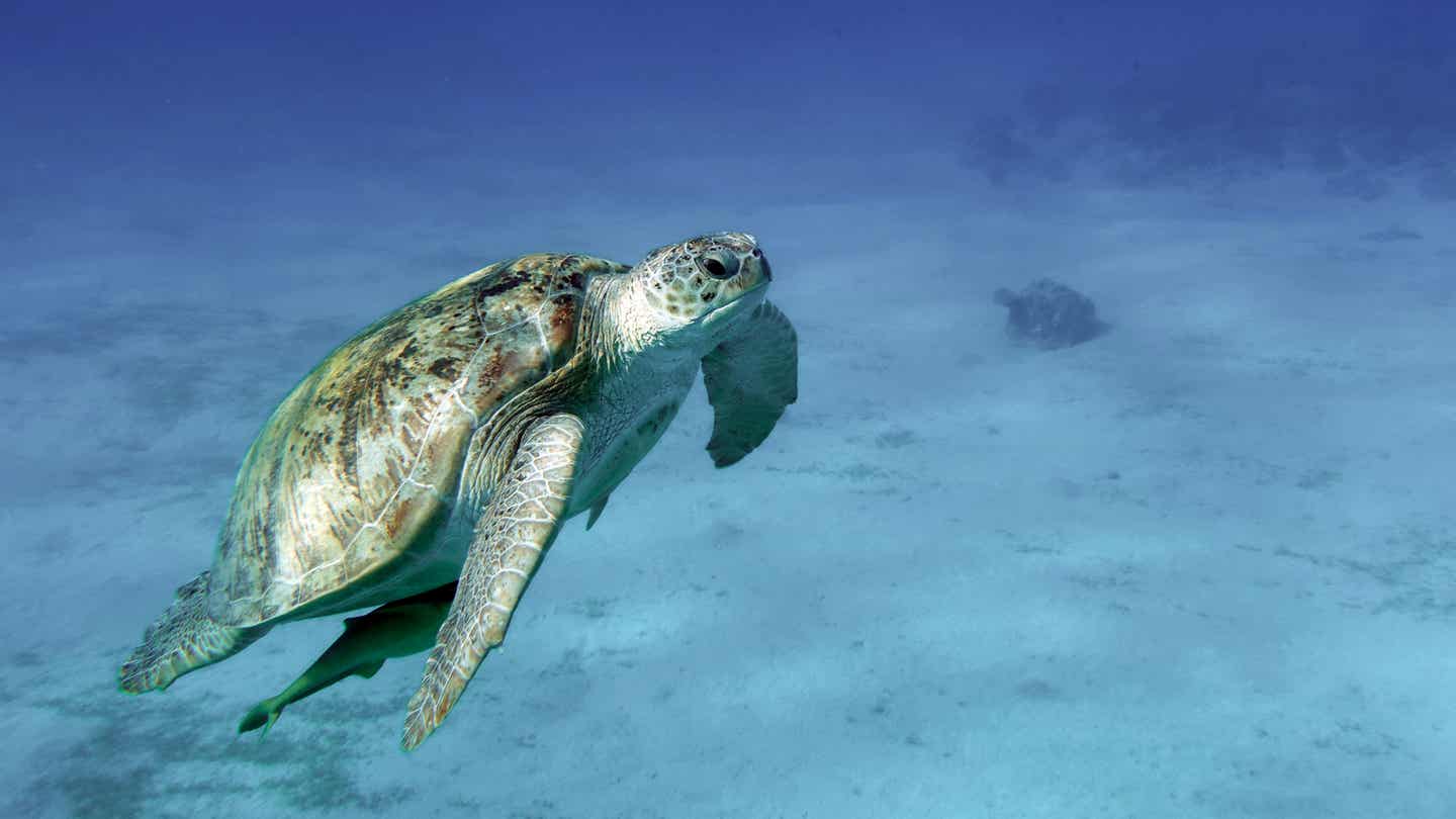 Marsa Alam Urlaub mit DERTOUR. Schildkröte im Roten Meer bei Marsa Alam