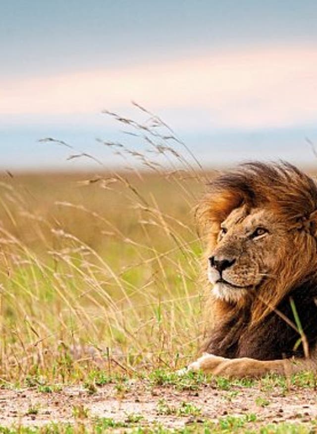 Zur Safari Abenteuer Busch