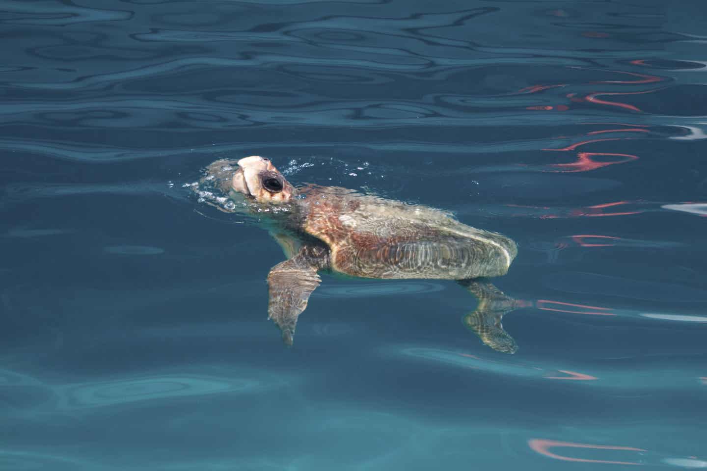 Urlaub auf Zakynthos – Schildkröte im Meer