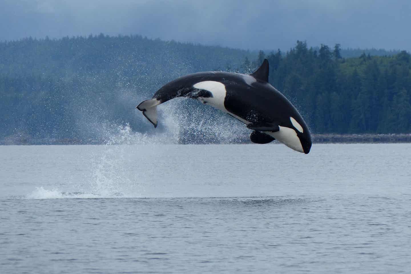 Orca springt