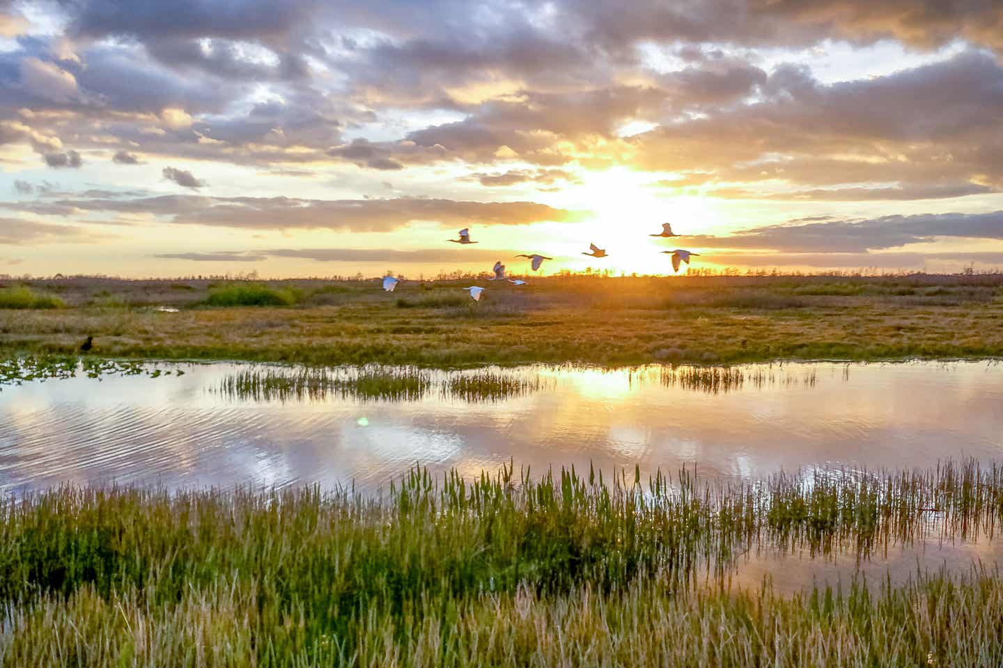 Vögel in den Everglades fliegen im Sonnenuntergang vom Wasser auf