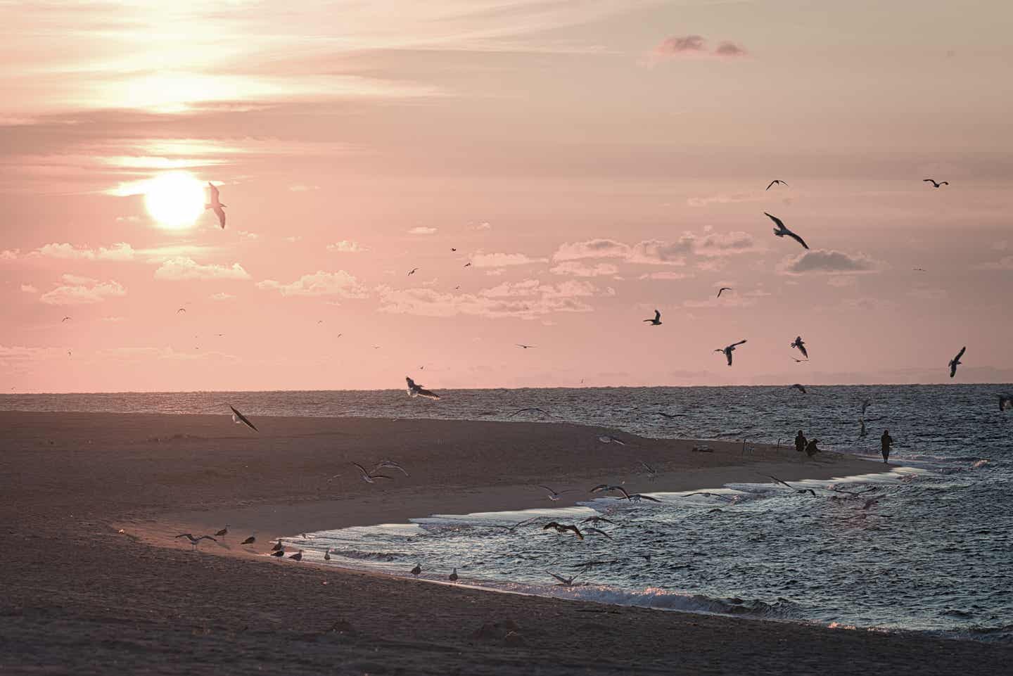 Sylt Urlaub mit DERTOUR. Möwen über dem Strand von Sylt im Sonnenuntergang