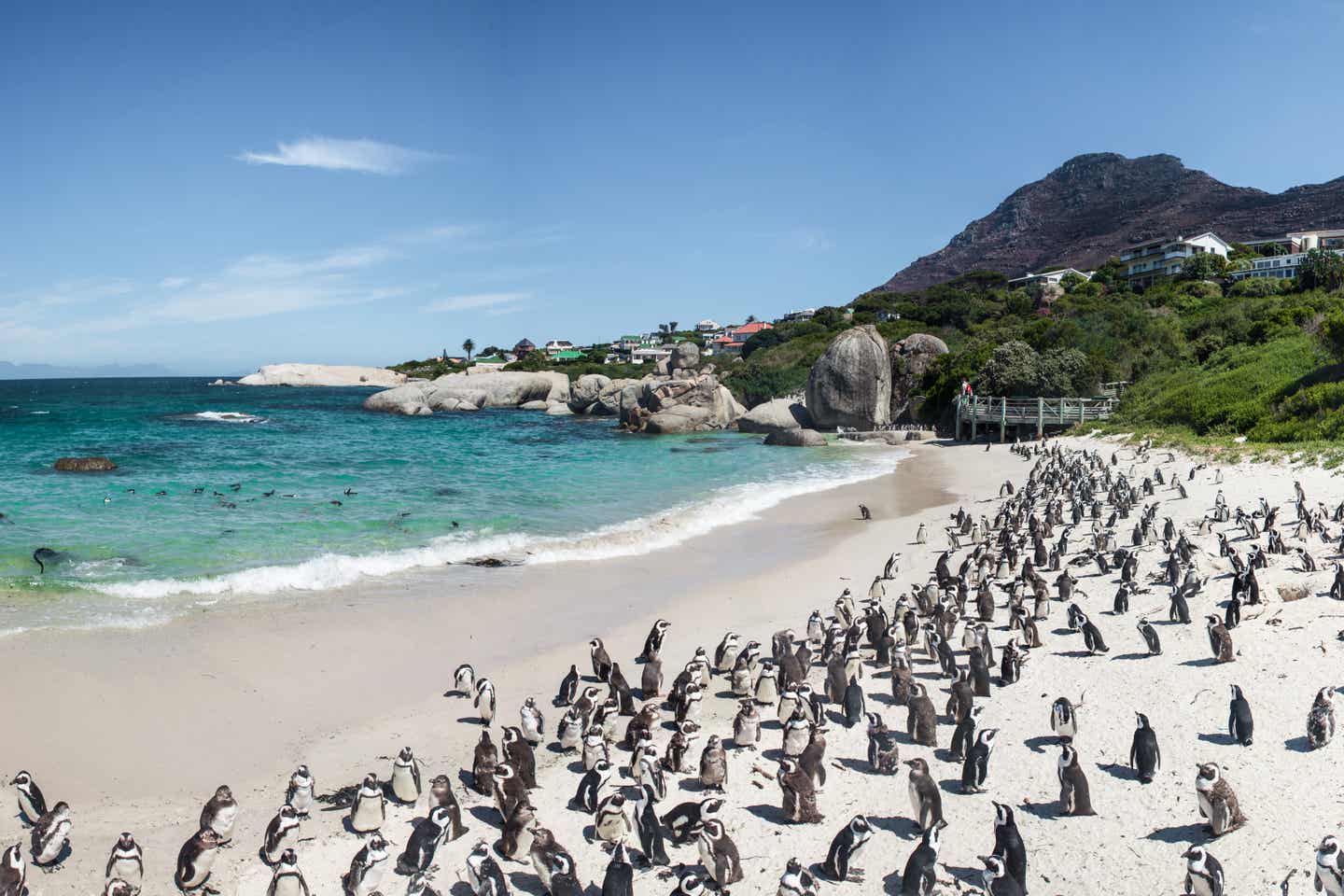 Südafrika-Urlaub - Pinguine am Boulders Beach in Simons Town, Kapstadt