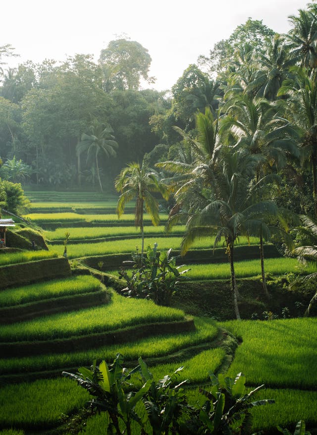 Zu den Angeboten Bali Reisfelder