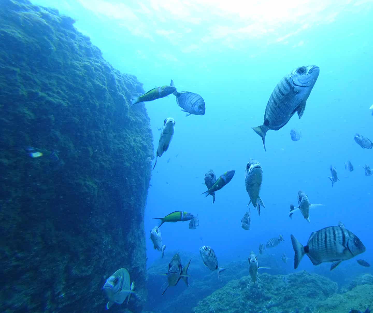 Fischschwarm an Korallenriff auf Madeira, Portugal