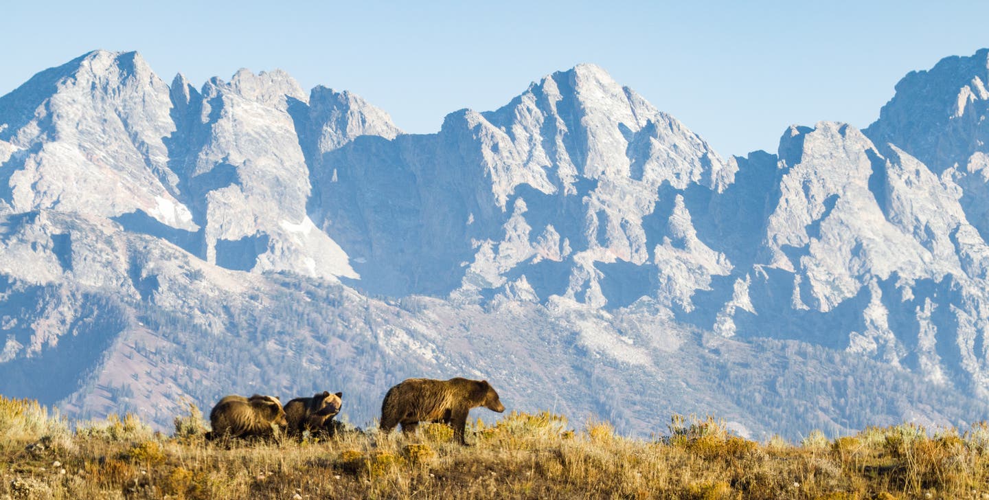 Grizzly Bären laufen einen Nationalpark mit den Rocky Mountains im Hintergrund entlang