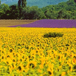 Provence Hotel