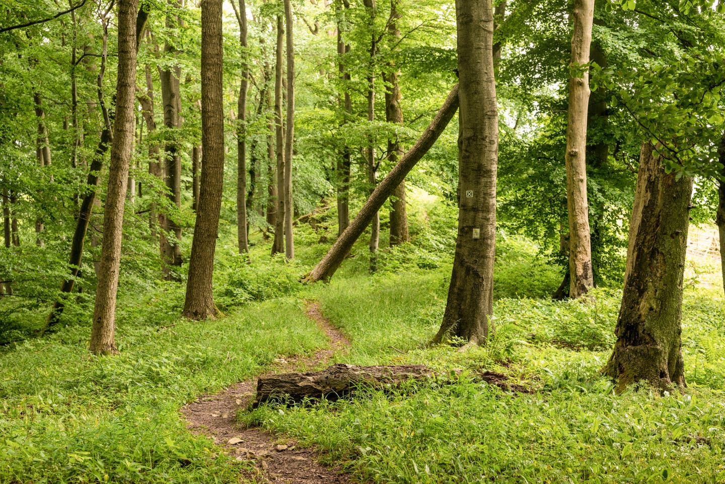 Jakobswege in Deutschland: grüne Wege durch Wälder und Täler