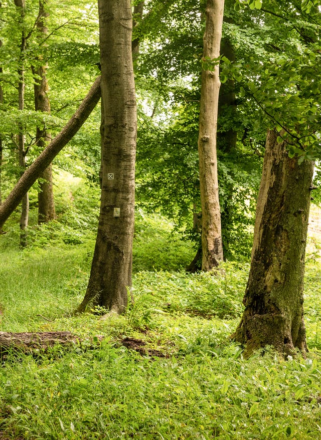 Jakobsweg Deutschland Jakobswege in Deutschland: grüne Wege durch Wälder und Täler