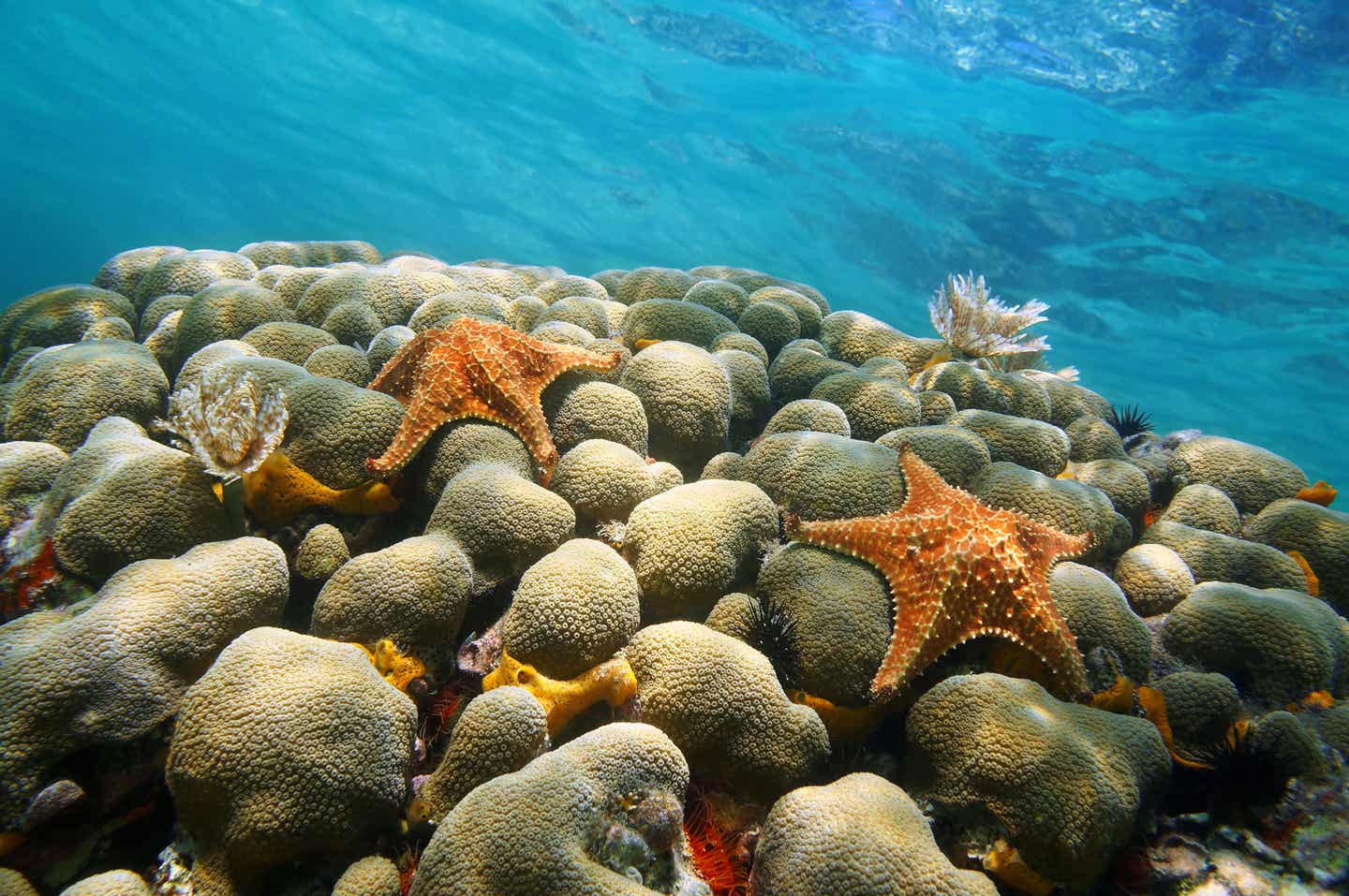 Seesterne vor der Küste Arubas