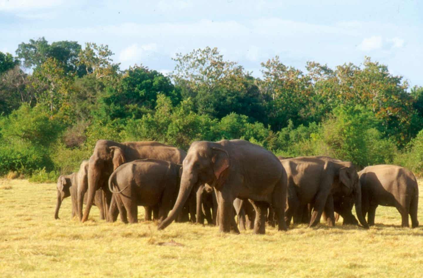 Sri Lanka Elefanten