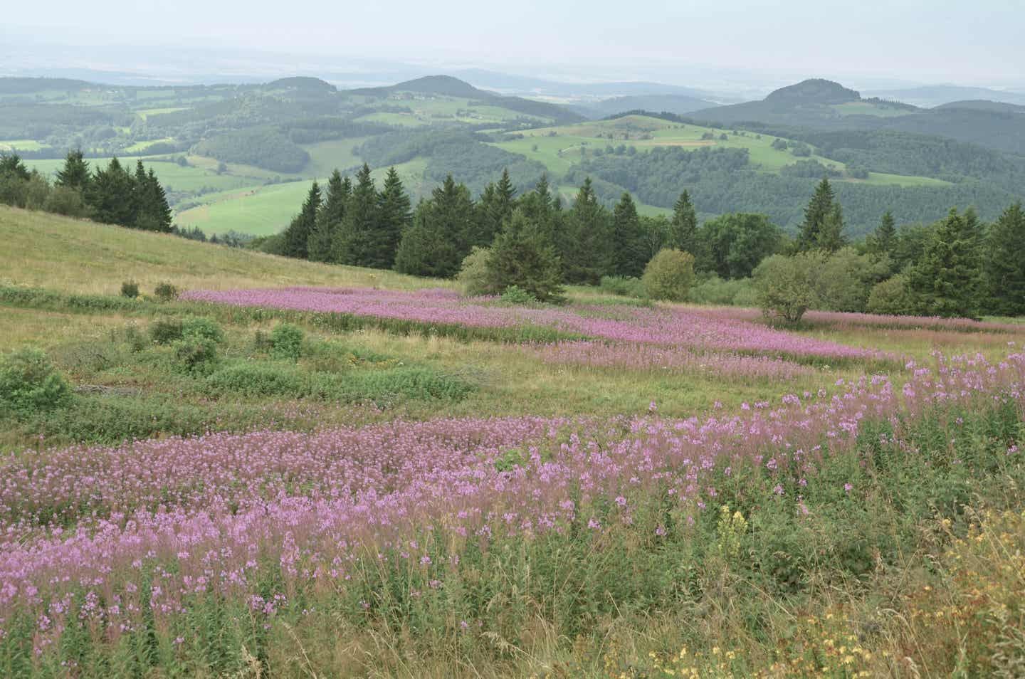 Hessen Urlaub mit DERTOUR. Blühende Wiesen und Wälder in den Hügeln der hessischen Rhön