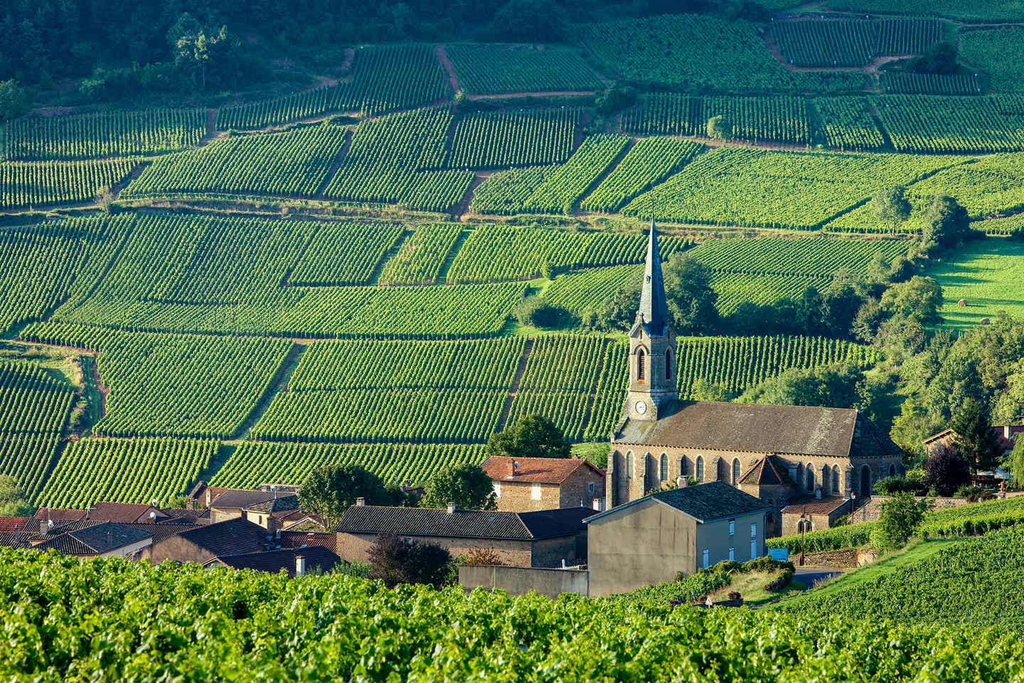 Weinregion Burgund in Frankreich