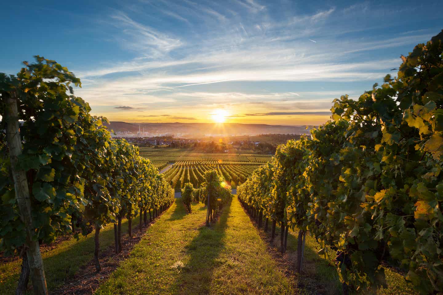 Weinregionen in Deutschland: Württemberger Weinstraße