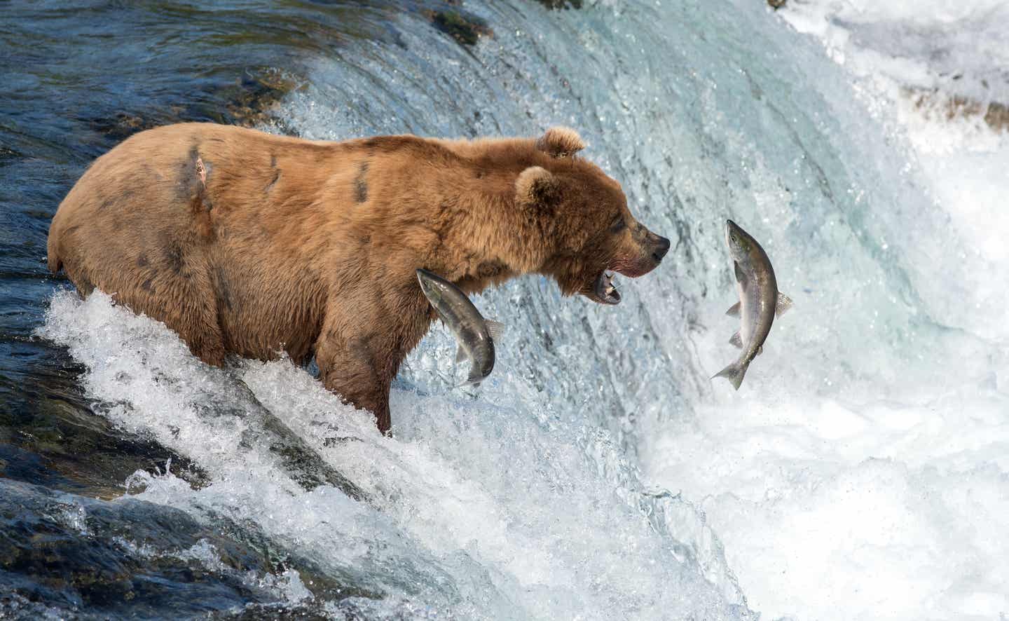 Braunbär fängt Lachs