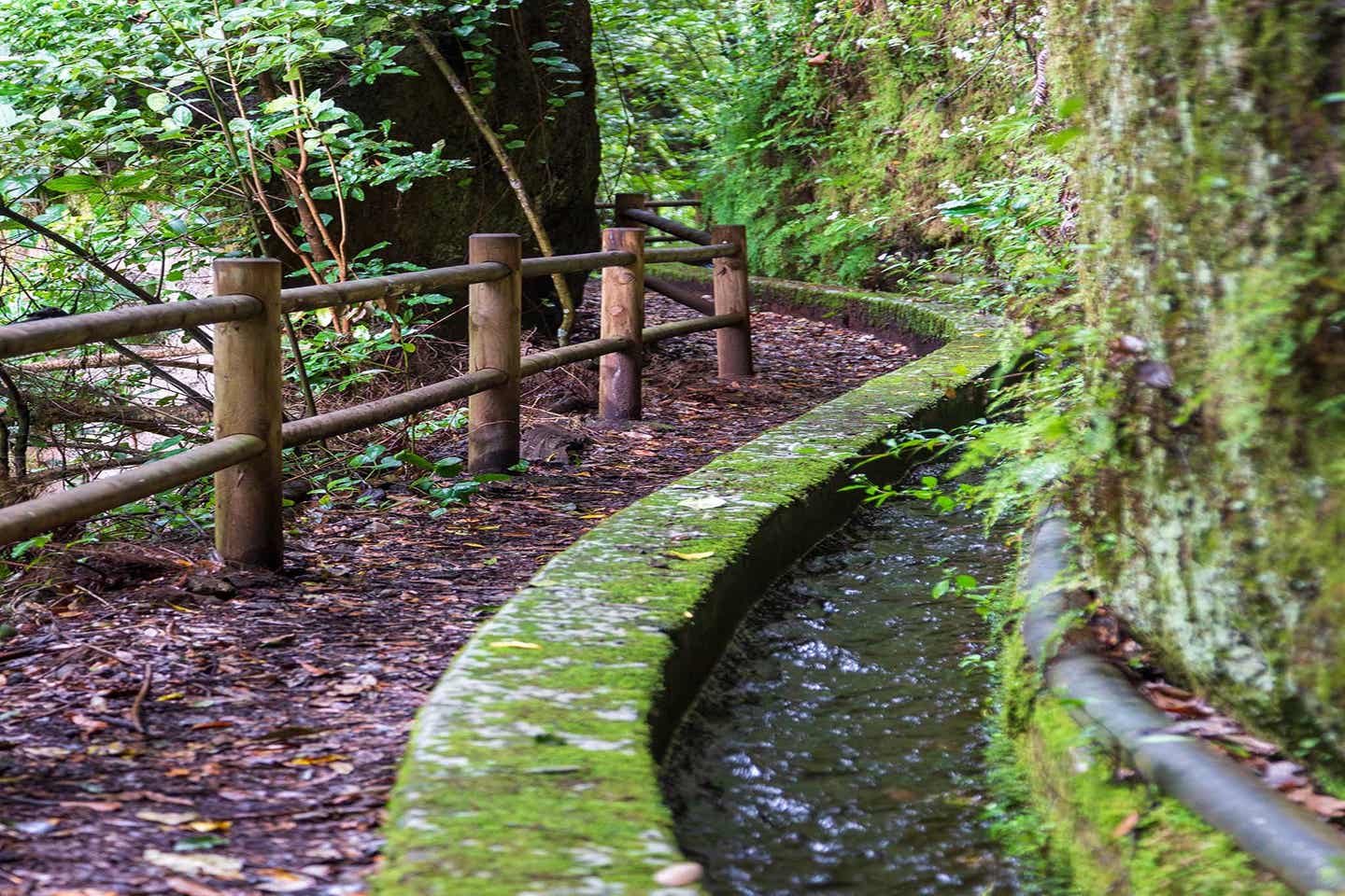 La Palma los Tilos Regenwald Wanderweg