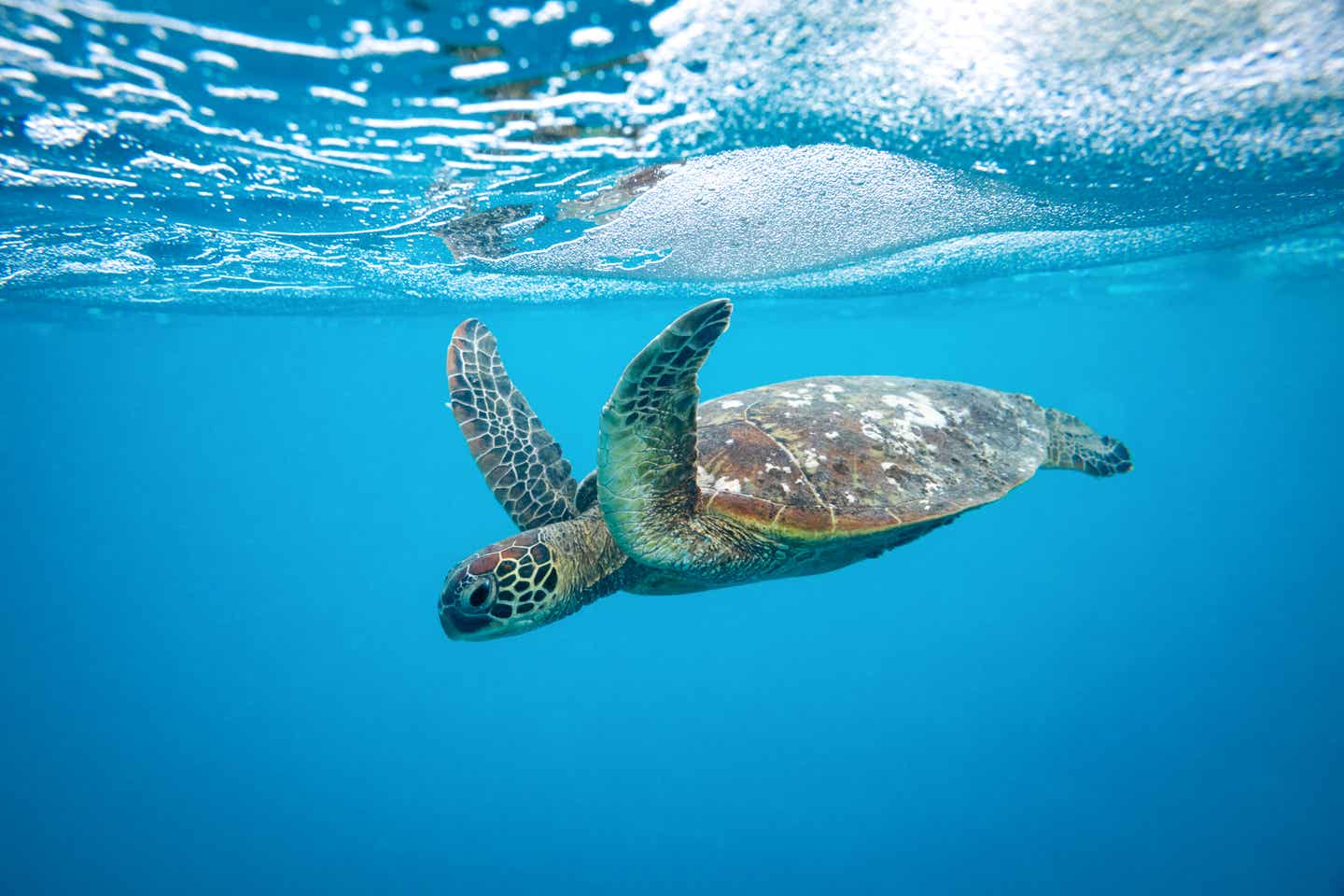 Urlaub in Französisch-Polynesien – eine Schildkröte im blauen Wasser