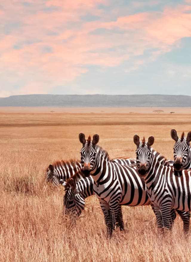 Hotel in Tansania buchen Zebras im Serengeti Nationalpark, Tansania