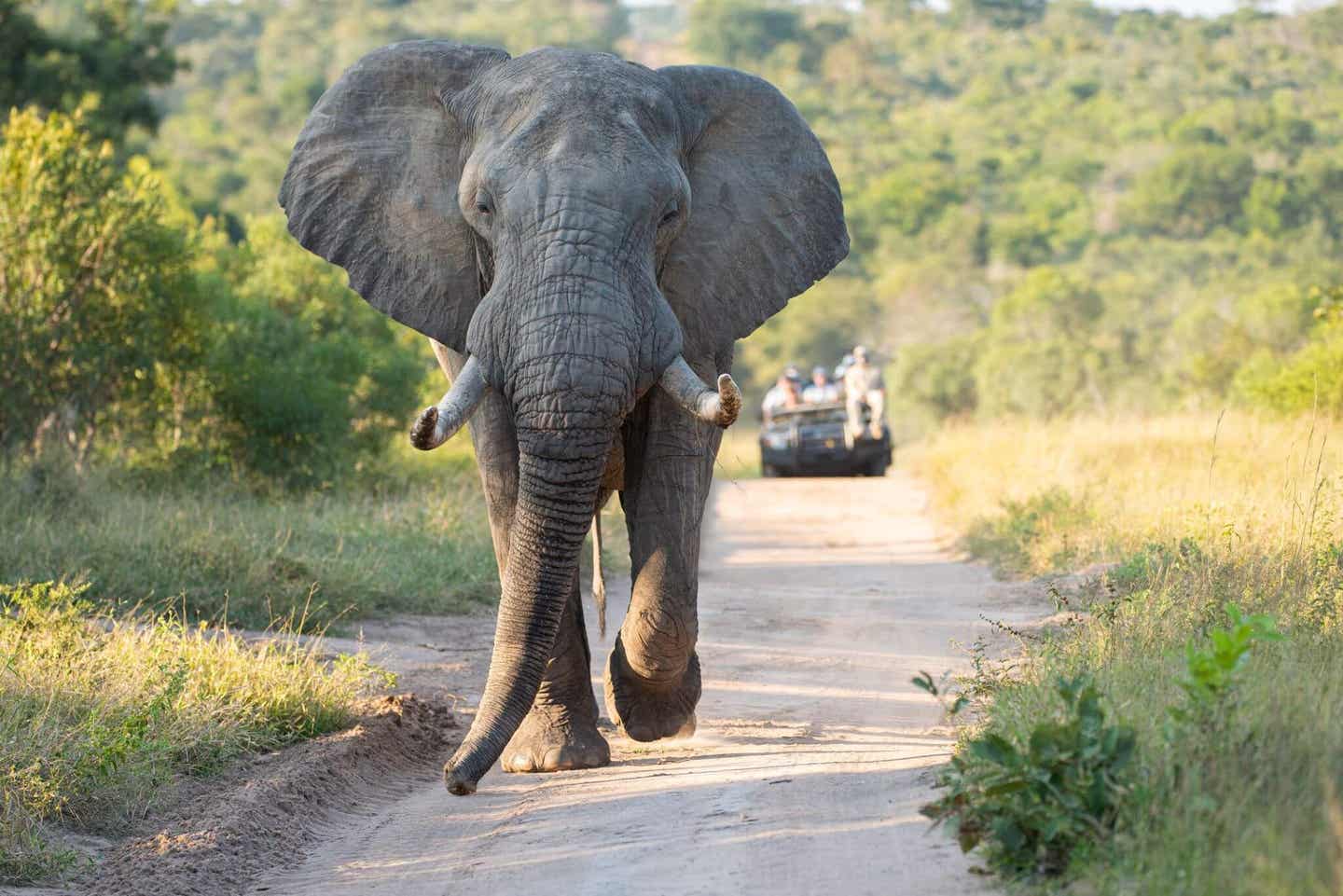 Südafrika entdecken: Elefanten