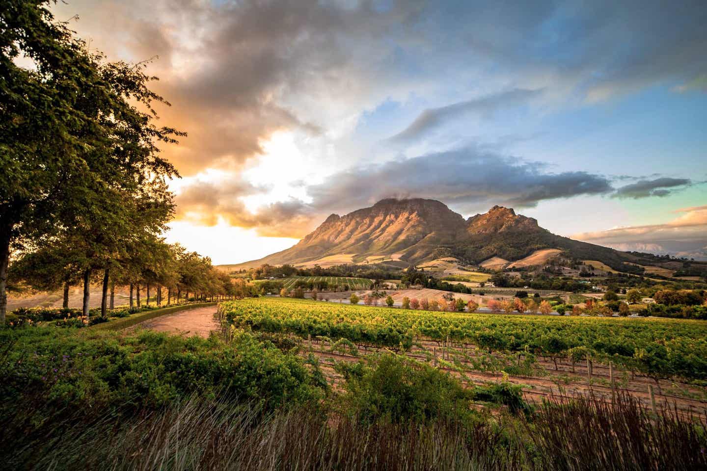 Südafrika Highlights Cape Winelands