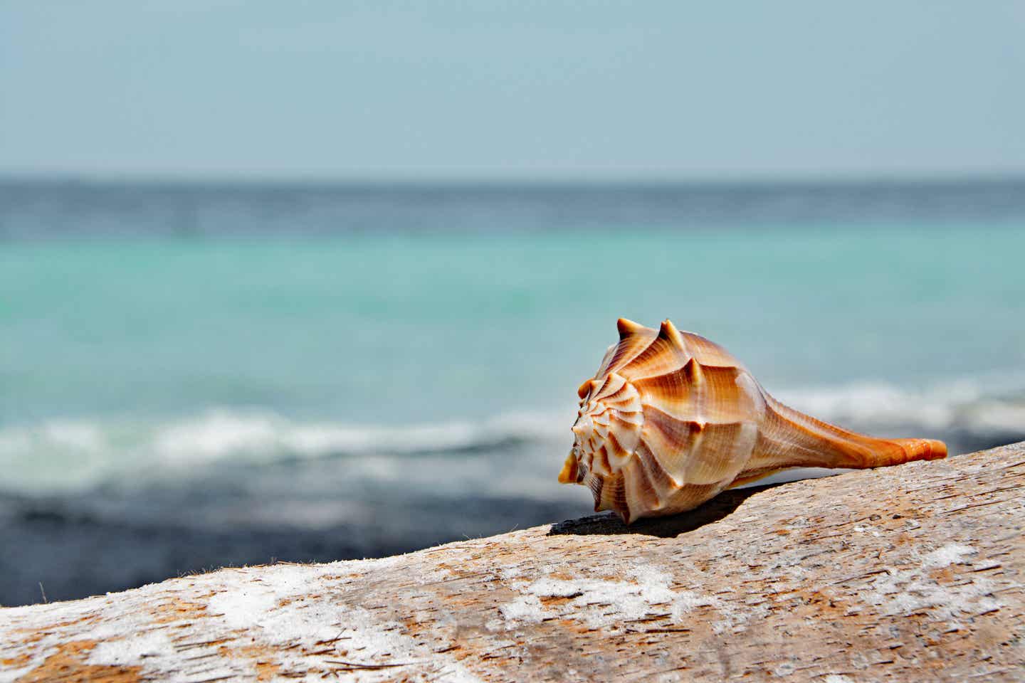 Nahaufnahme einer Schnecke auf einem Felsen