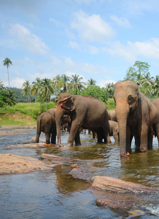 Hotel auf Sri Lanka buchen Elefanten auf Sri Lanka