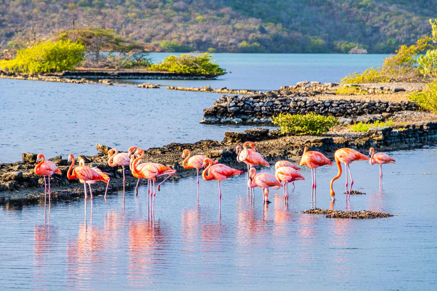 Flamingos auf Curacao