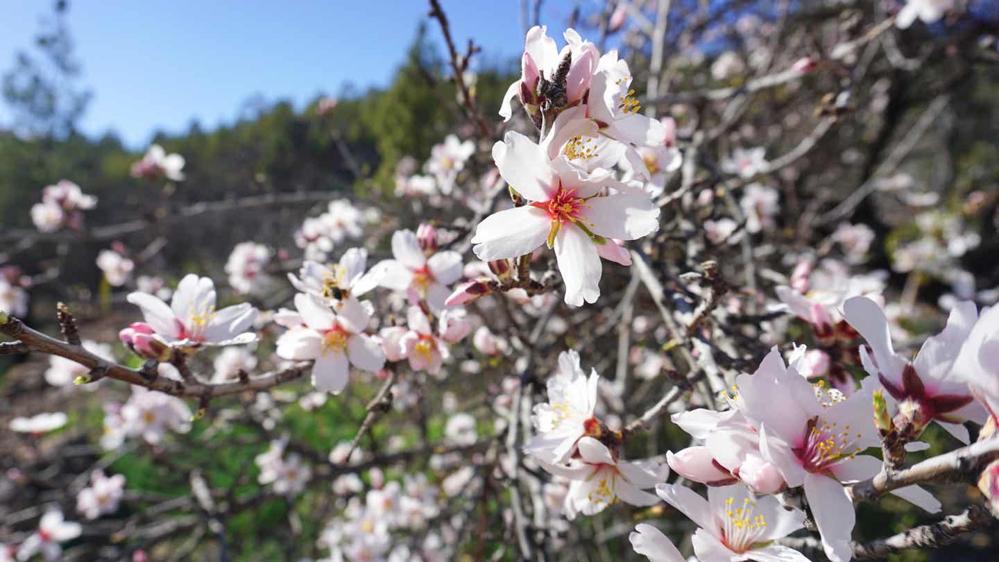 Mandelblüte auf Teneriffa