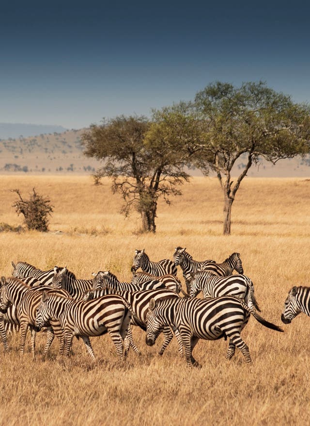 Zur Safari Tansania Safari