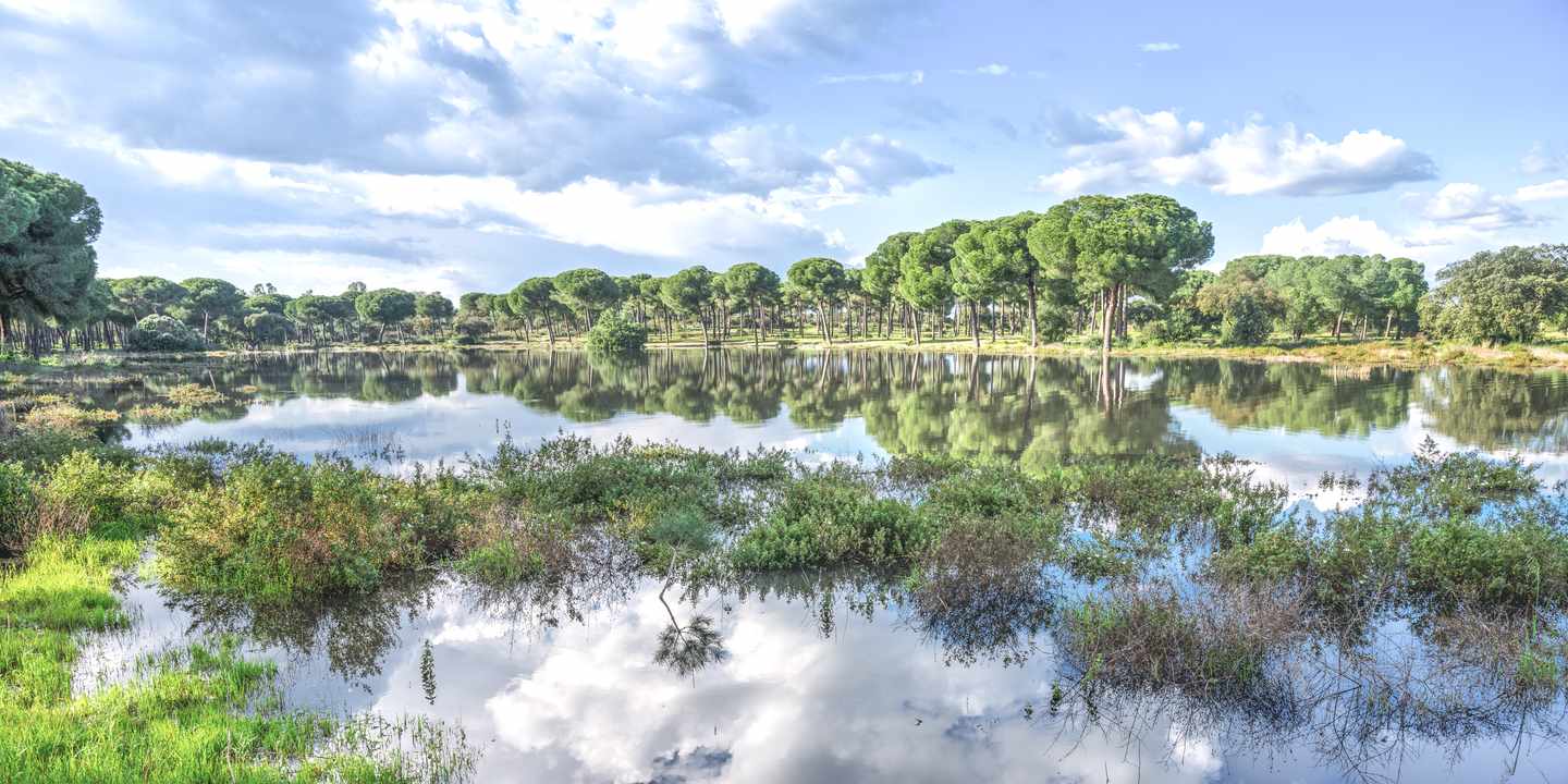 Doñana Nationalpark mit Feuchtgebieten, Kiefernwald und Spiegelungen im Wasser unter blauem Himmel