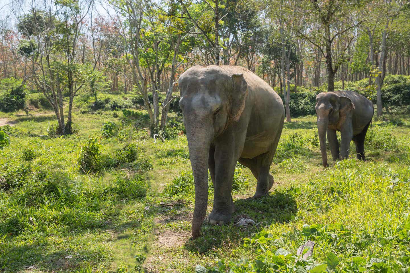 Elefanten ziehen durch den Wald in Nordthailand